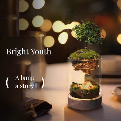 Modern Design Glass Greenhouses Lamp Fibra de vidro Terrariums para Bonsai Casa Decoração