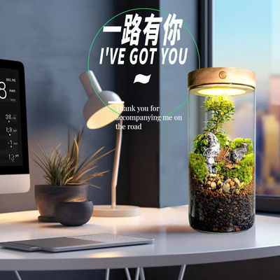 Infraestruturas de vidro de mesa modernas Infraestruturas de vidro de fibra de lâmpada Terrários para plantação de mudas